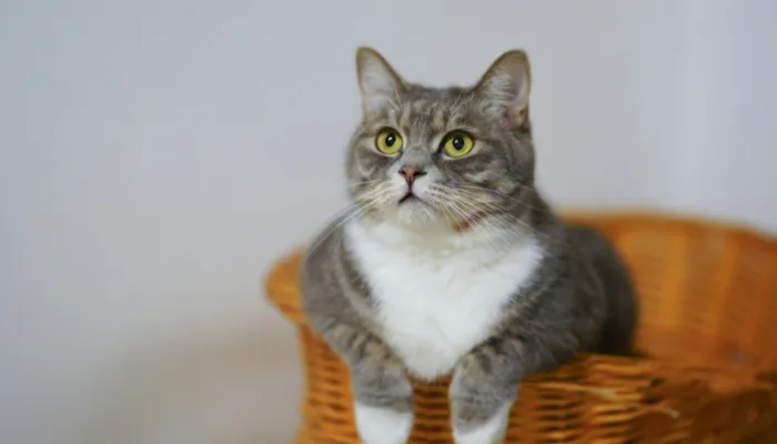 Benefits of Using a Cat Language Translator