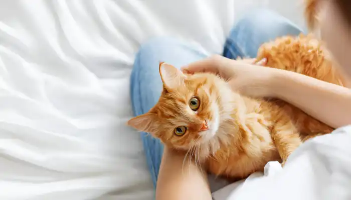 How Do Cats Say No