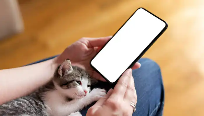 How Do I Say Good Bye in Cat Translator
