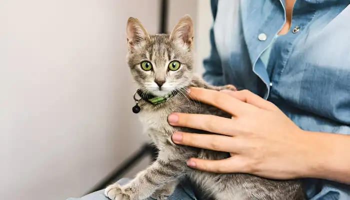 How Do I Say No in Cat Translator
