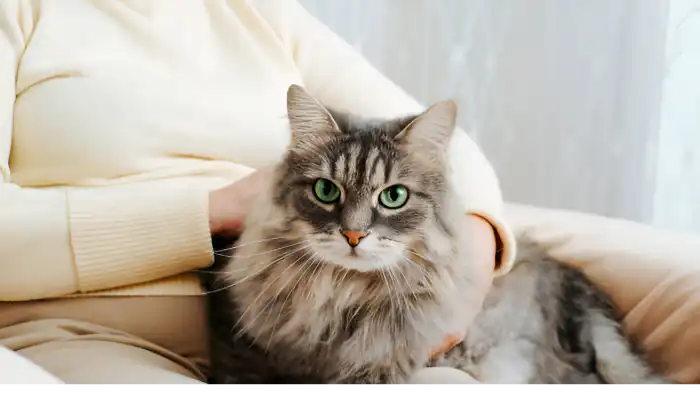 How Do I Say Yes in Cat Translator