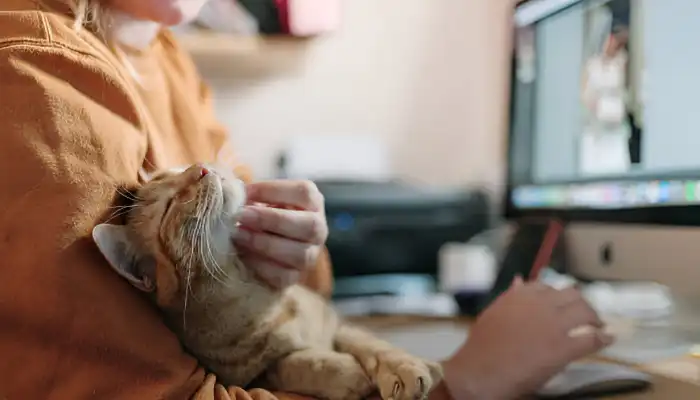 Cat Sounds Decoding Your Cats Vocal Vibes Cat Sounds Decoding Your Cats Vocal Vibes