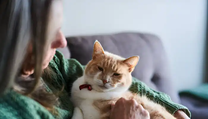 How Cat Translator Apps Work with Cat Sounds How Cat Translator Apps Work with Cat Sounds