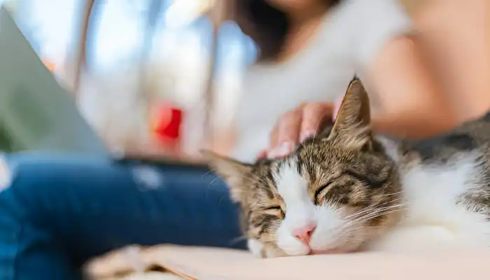 The Science of Cat Sounds Unraveling the Meows Mysteries The Science of Cat Sounds Unraveling the Meows Mysteries