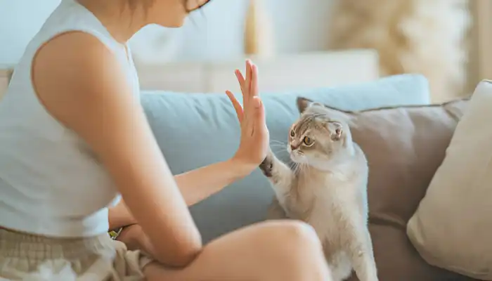 Accuracy of Cat Meow Translators Accuracy of Cat Meow Translators