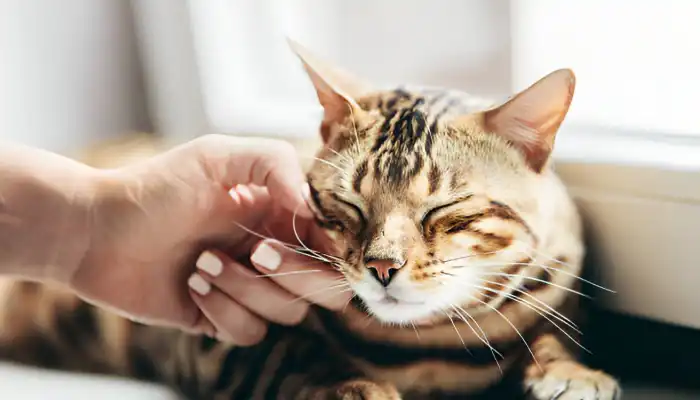 Cat Translator App: How Does It Work Cat Translator App How Does It Work