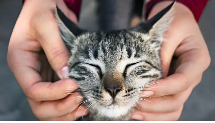 Do Human to Cat Translators Actually Work Do Human to Cat Translators Actually Work
