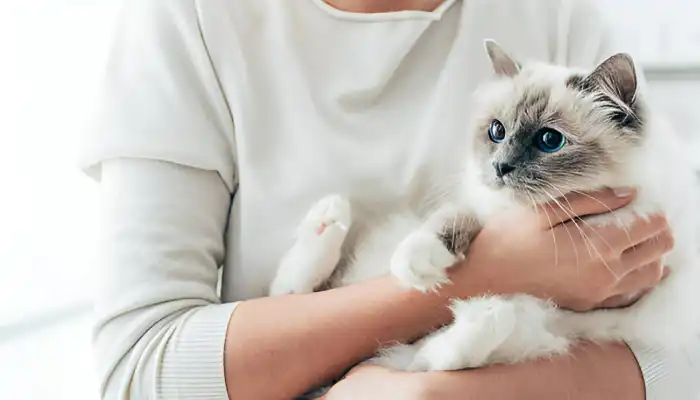 English to Cat Translator What is it English to Cat Translator What is it