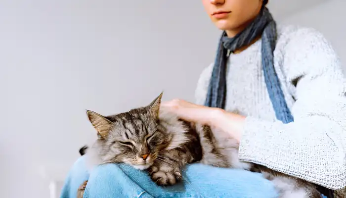 Features of a Cat Translator App