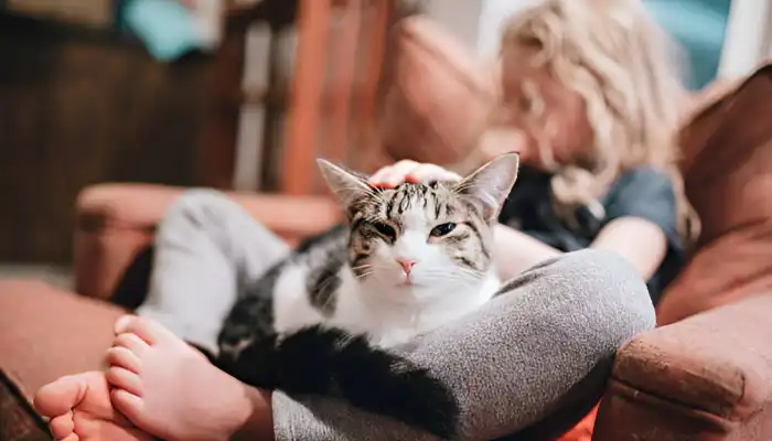 Future of Cat Meow Translators Future of Cat Meow Translators