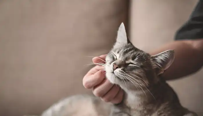 How Can Tech Translate Cat Talk How Can Tech Translate Cat Talk