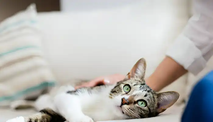 How Do Cats Say Hello
