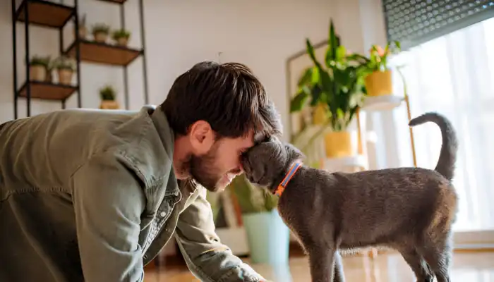 How Do Cats Say Im Sorry