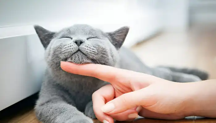 How Do Cats Say Thank You