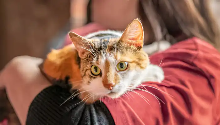 How Do Cats Say Yes