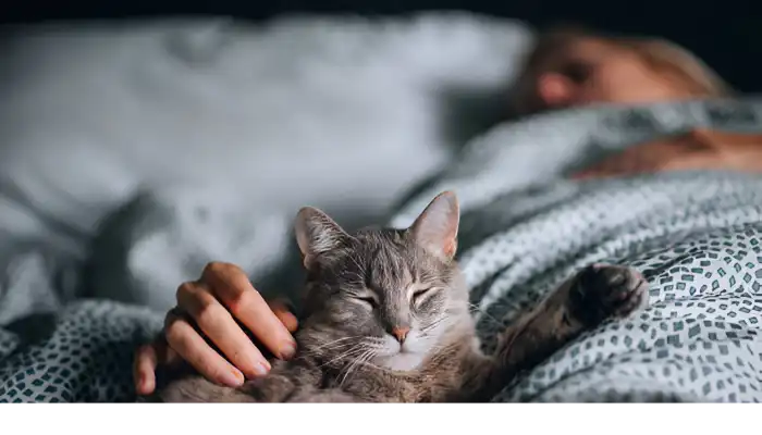 How Do You Say Hi in Cat Talk