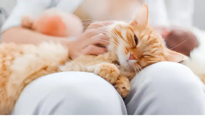 How to Speak Cat Translator Is It Even Possible How to Speak Cat Translator Is It Even Possible