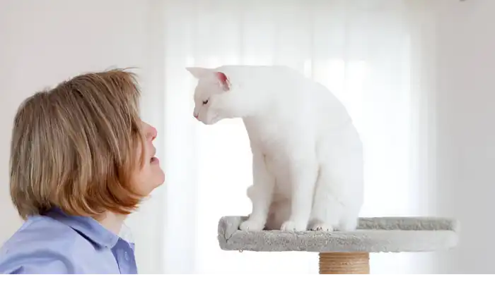 Human to Cat Translator What is it Human to Cat Translator: What is it