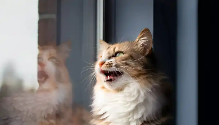 Limitations of Human to Cat Translators Limitations of Human to Cat Translators