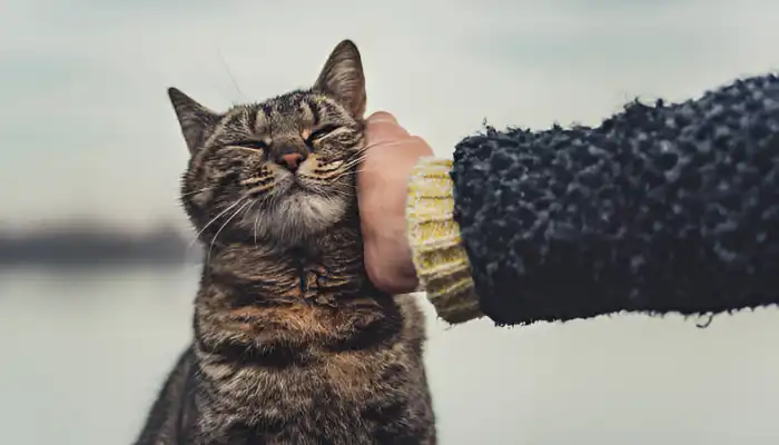 Pros and Cons of Using an English to Cat Translator Pros and Cons of Using an English to Cat Translator