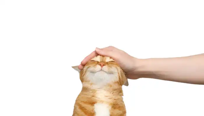 Types of English to Cat Translators Types of English to Cat Translators